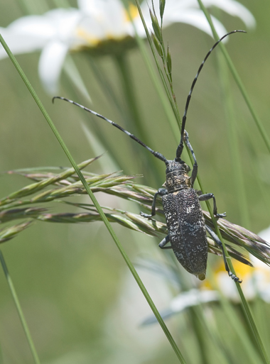 Monochamus galloprovincialis
